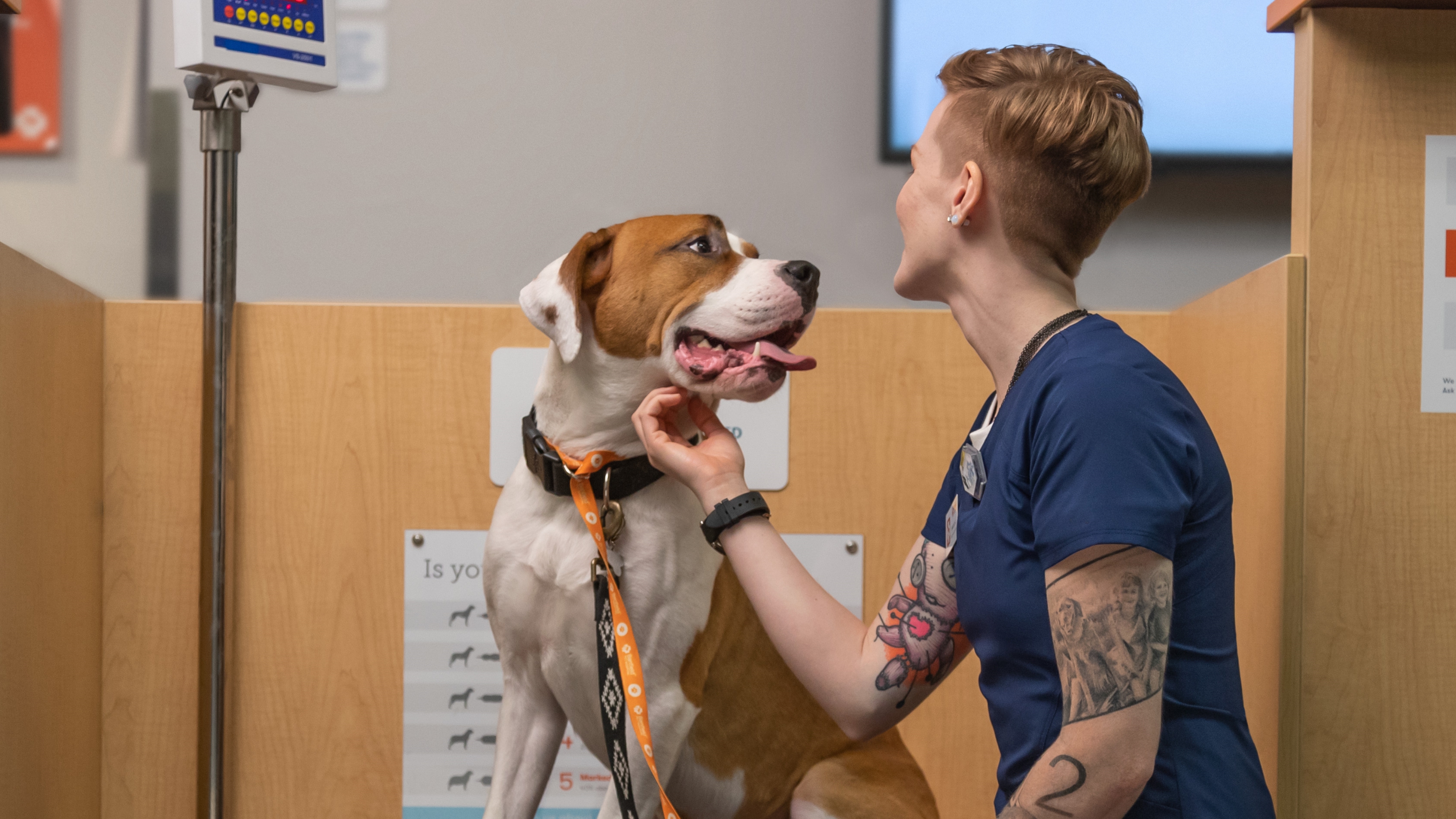A female veterinarian petting a dog at the Banfield Pet Hospital