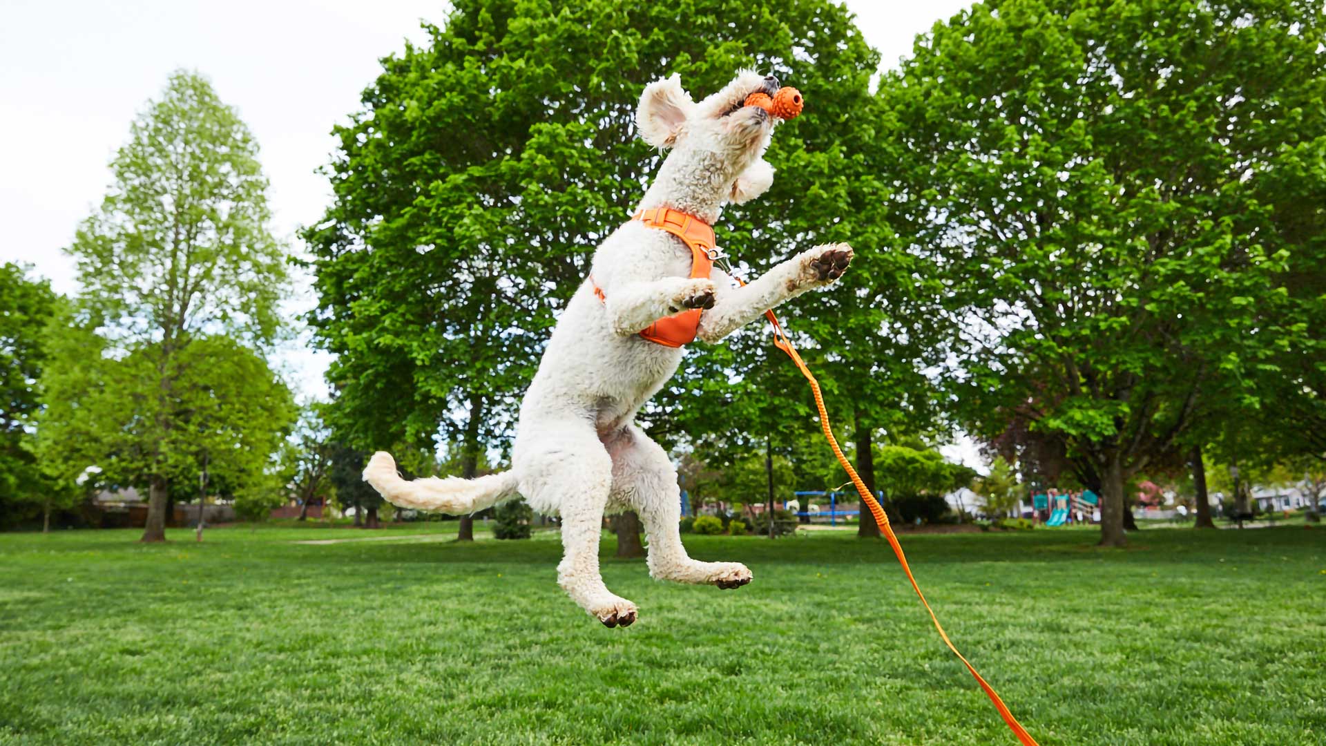 A small white dog wearing an orange harness leaping to catch a ball