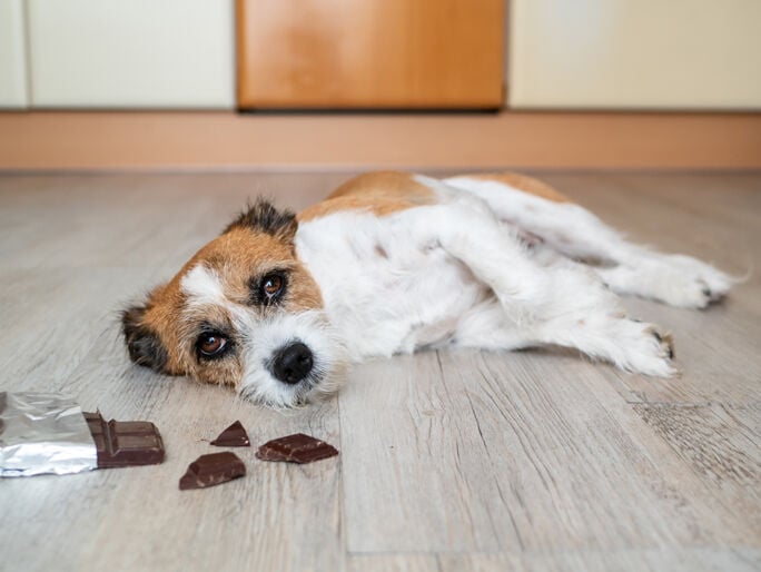 A small brown and white dog lying on the floor next to an opened chocolate bar