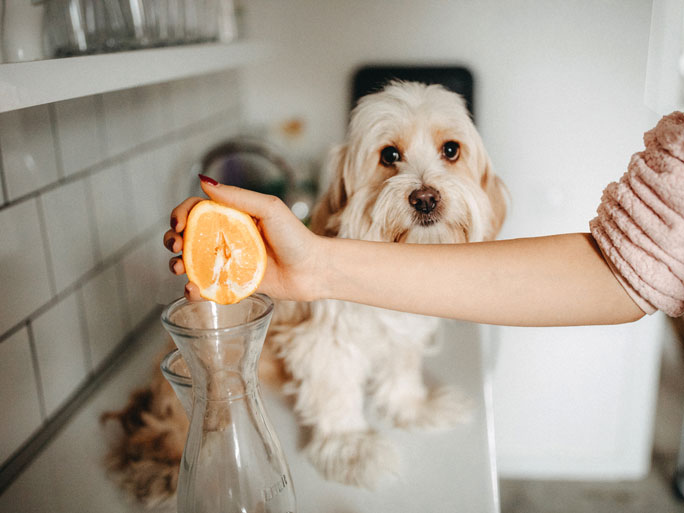 A person squeezing a sliced orange with a small, scruffy dog watching in the background