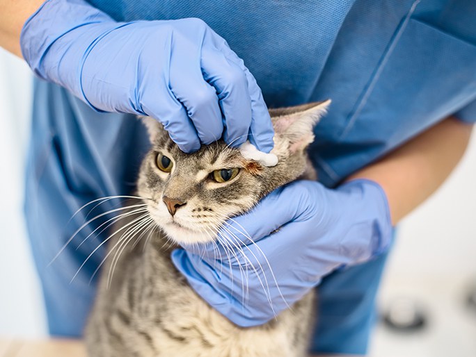 A vet wearing latex gloves cleaning a cat's ears 