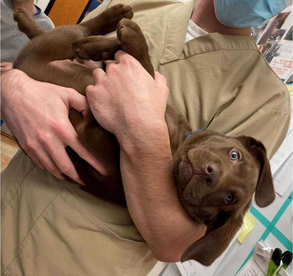 A chocolate lab puppy in the arms of a Banfield associate 