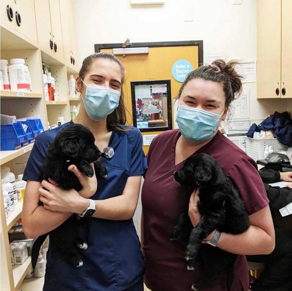 A couple of female veterinarians holding black puppies at the Banfield Pet Hospital