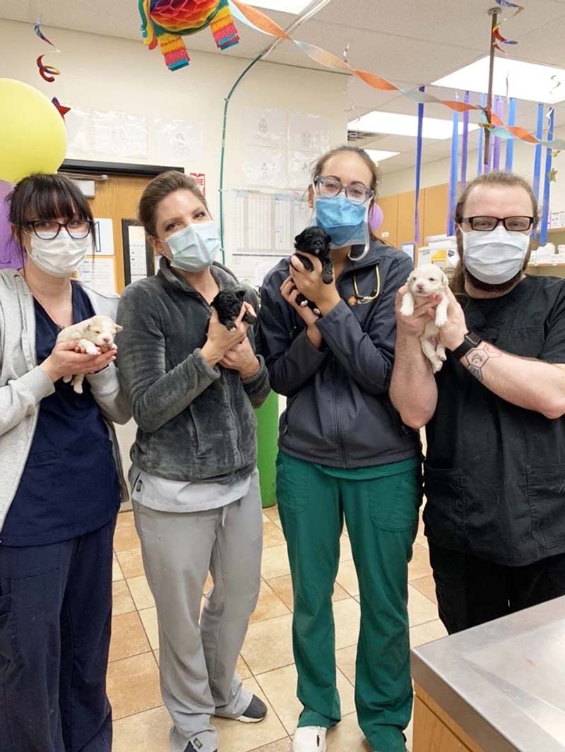 A group of associates holding newborn puppies at the Banfield Pet Hospital