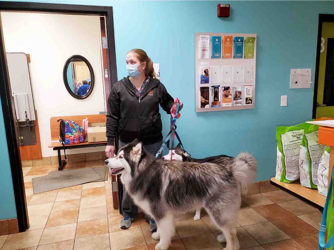 A female associate holding a husky on leash at the Banfield Pet Hospital