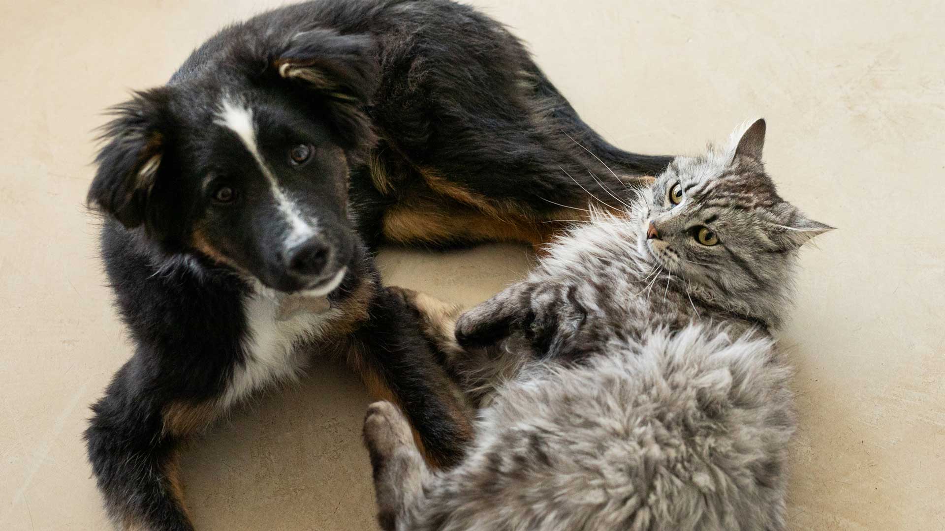 20240927_001_1920x1080 A black dog and hairy gray cat laying next to each other on the floor