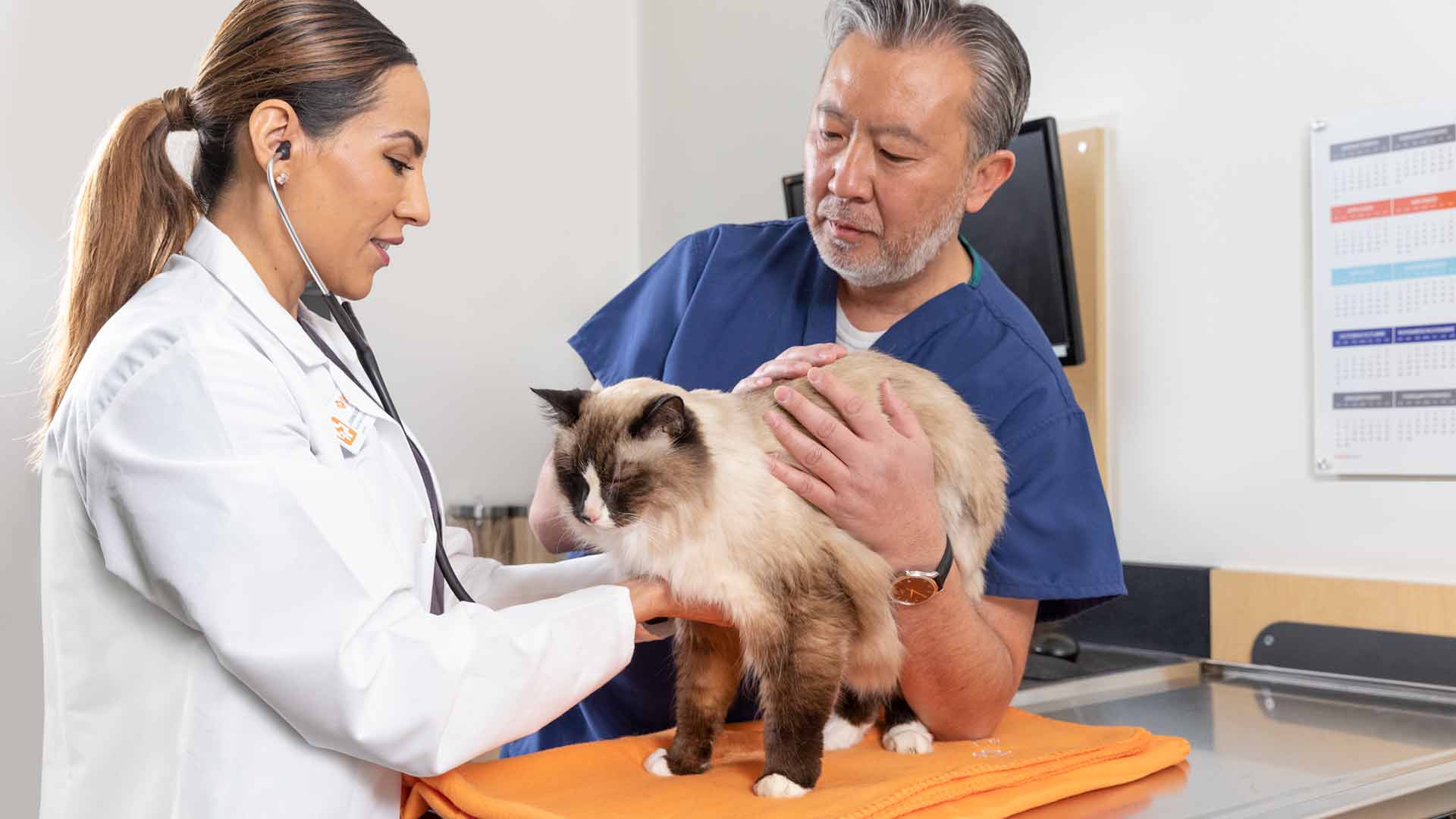 20220113_009_16x9M Veterinarian Jovanna Radillo examines a cat with the help of a vet assistant
