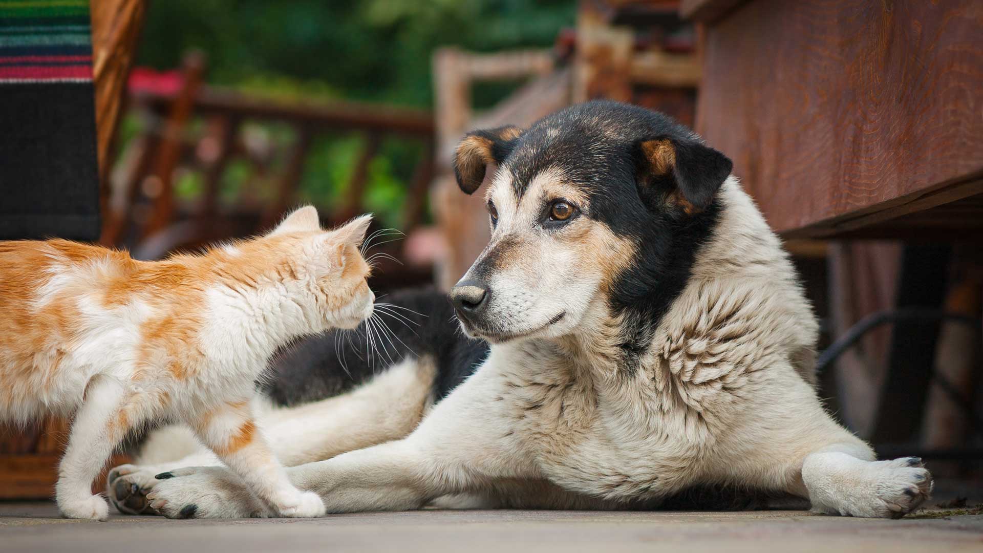 20110902_001_1920x1080 A spotted orange cat and large brown dog outside on a deck