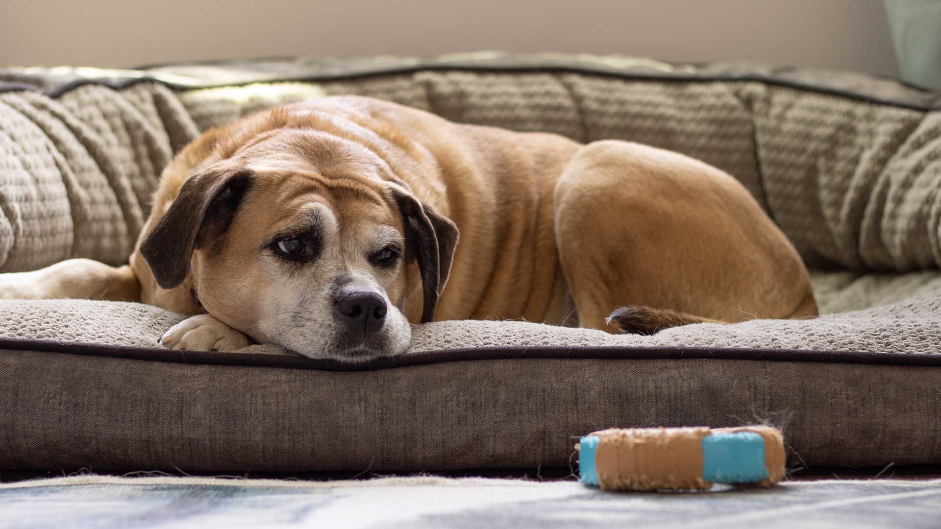 20220526_001_1920x1080 An older brown dog laying on the couch looking at a toy