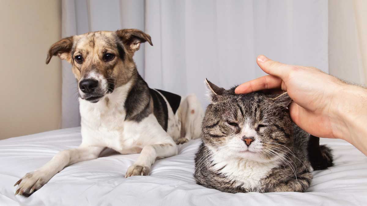 20200125_002_1200x675 An older brown dog and older gray cat lay next to each other on a bed