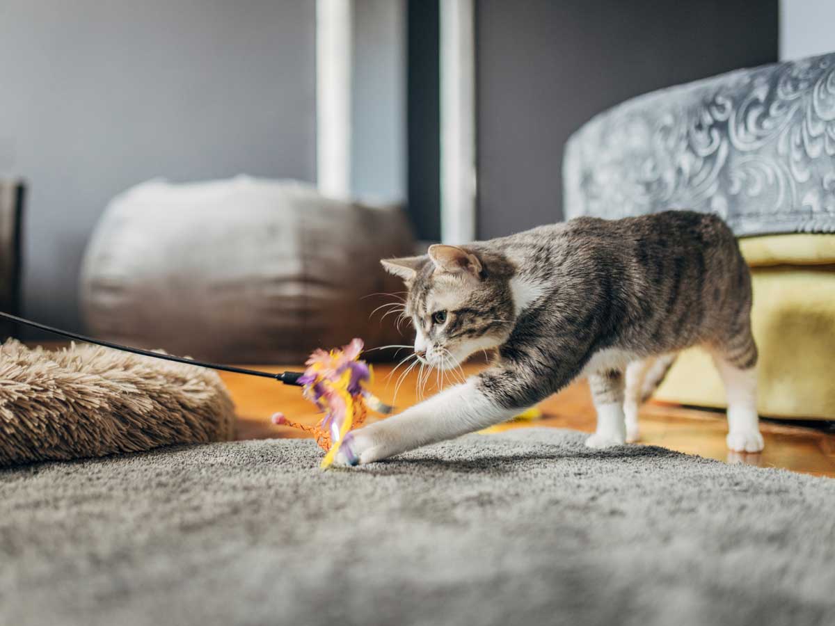 20230422_001_1200x900 A Tabby cat playing on the floor with an orange toy