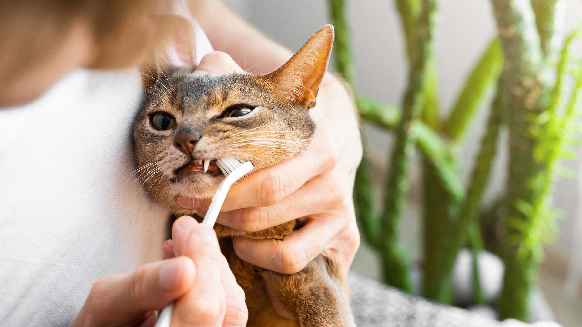 20230416_001_1920x1080 A Abyssinian cat gets its teeth brushed by its owner