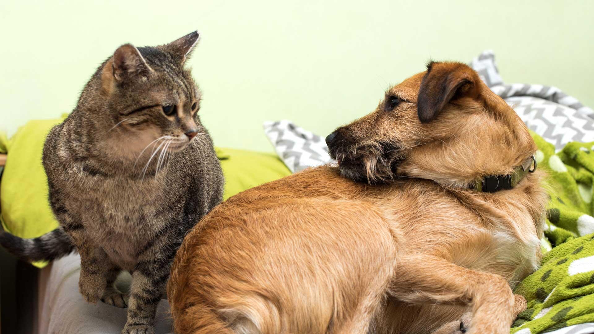20180103_001_1920x1080 A brown cat and brown dog laying on the floor looking at each other