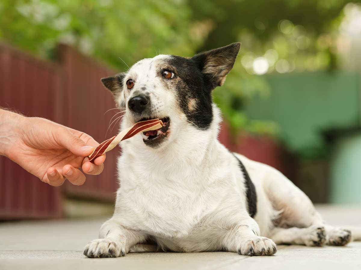 20220823_003_1200x900 A white and brown dog laying on the ground getting fed a treat