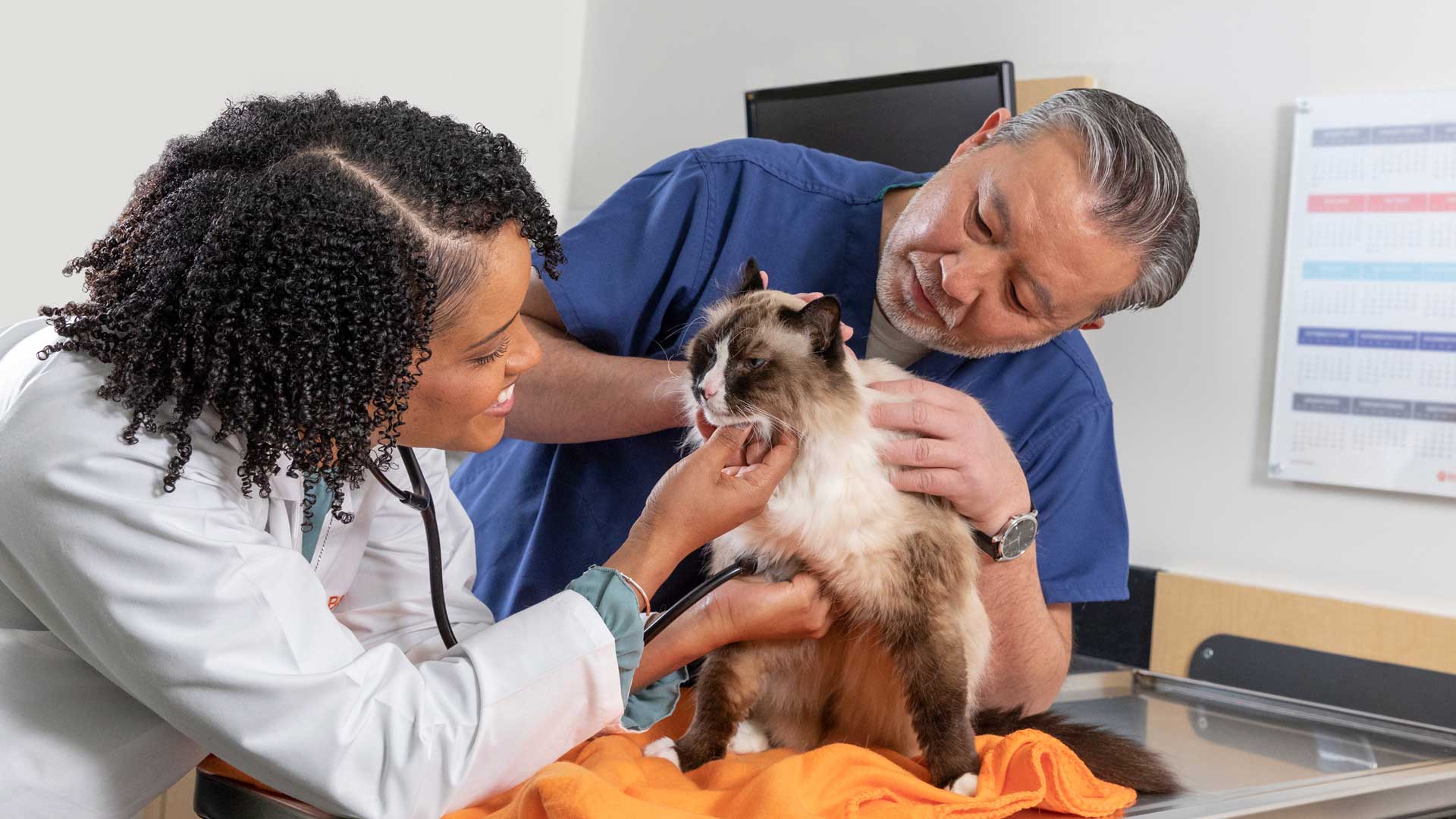 20220113_004_1920x1080 Veterinarian Taneeka Bautista examines a cat with the help of a vet assistant