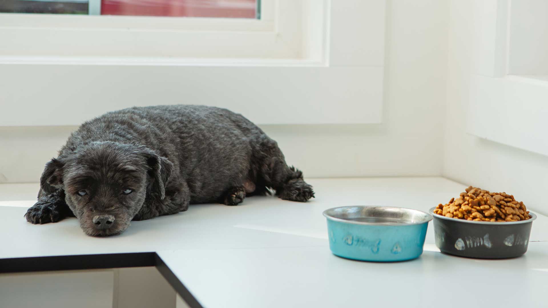 20220630_001_1920x1080 An older gray dog laying next to his bowls of food and water