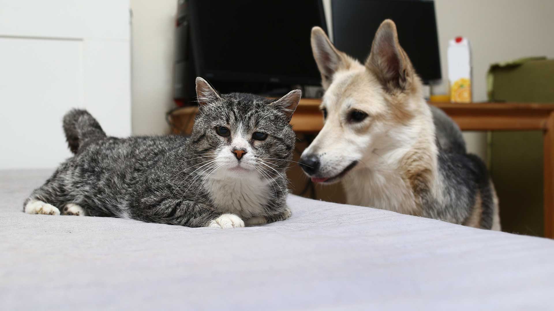 20190904_001_1920x1080 A senior gray Tabby and a German Shepherd relax at home