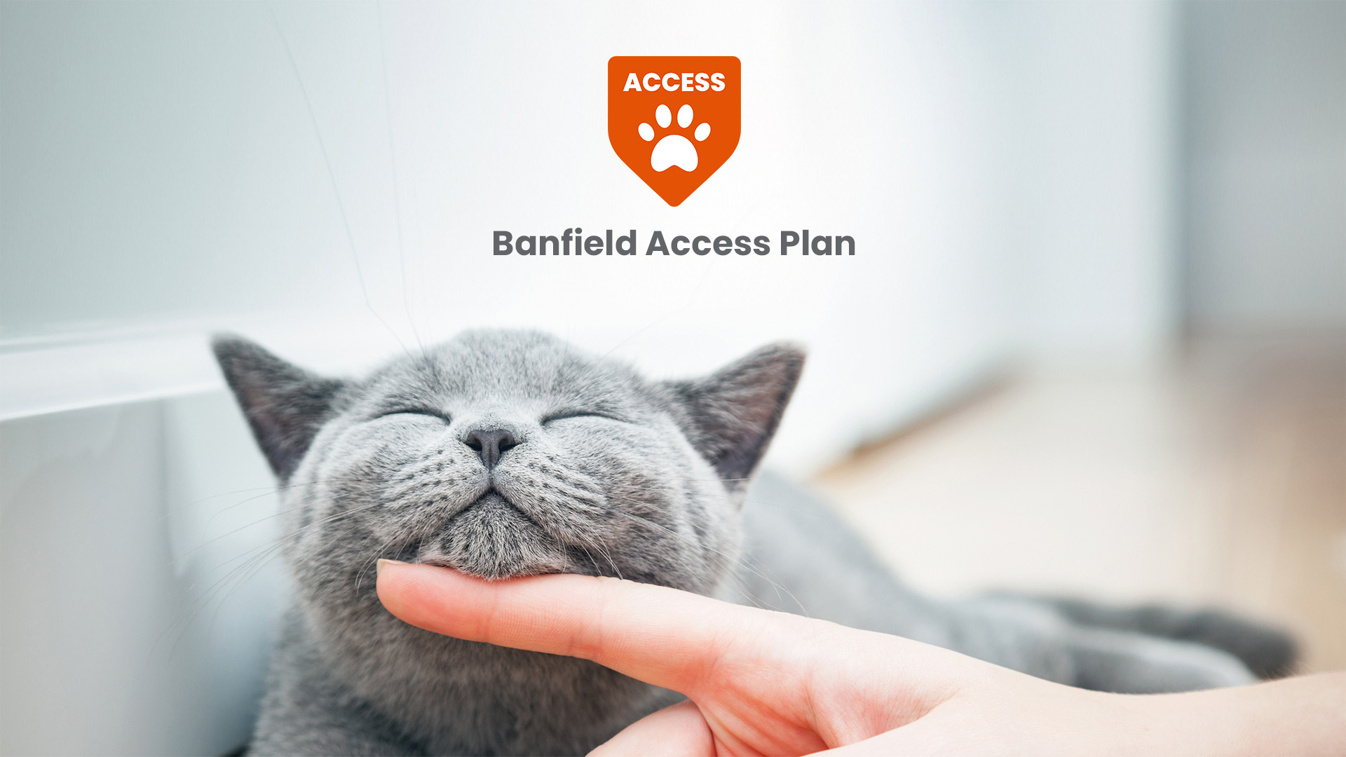 A small grey cat getting chin scratches advertising our Banfield Access Plan