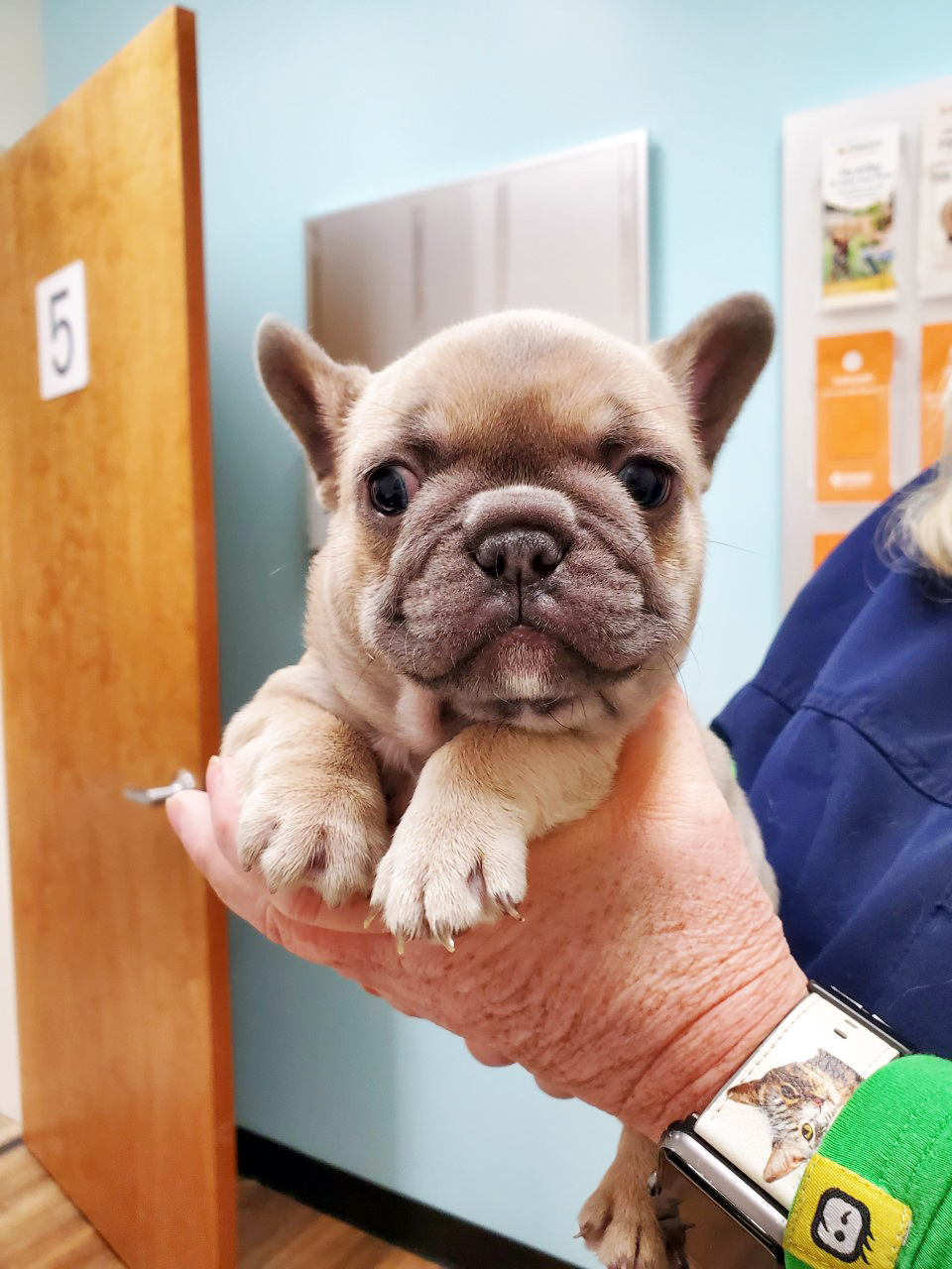 A French Bulldog being held by a vet tech