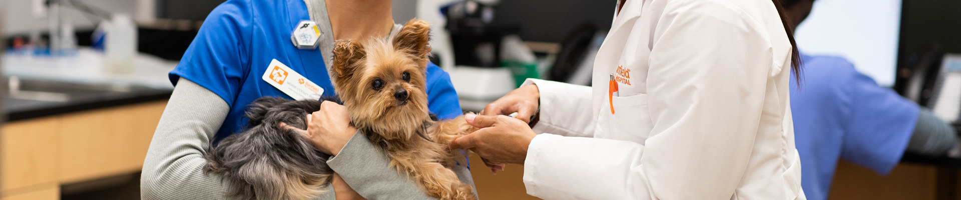 Two Banfield veterinary professionals trim a yorkie's nails