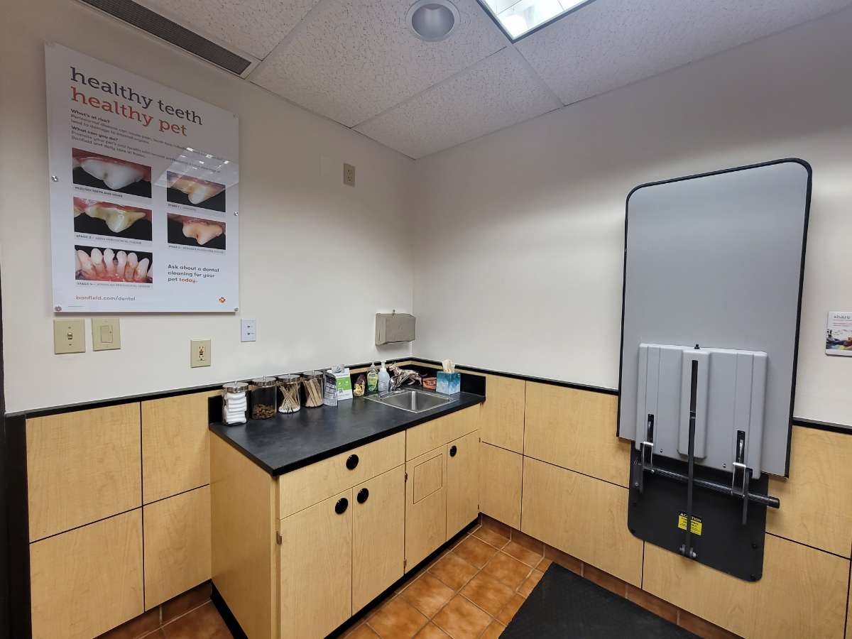 The exam table at the Charlotte Rea Farms Banfield hospital