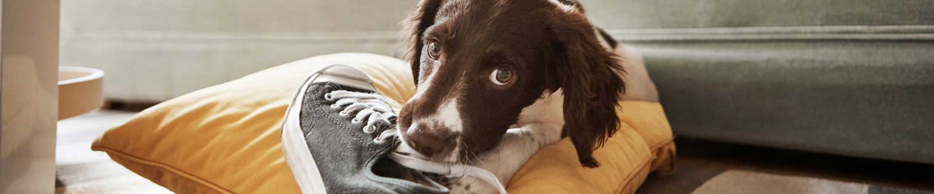 A small brown and white puppy chewing on a grey sneaker