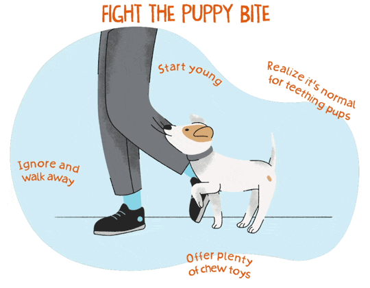 An illustrated gif of a brown and white puppy biting the pants cuff of its owner