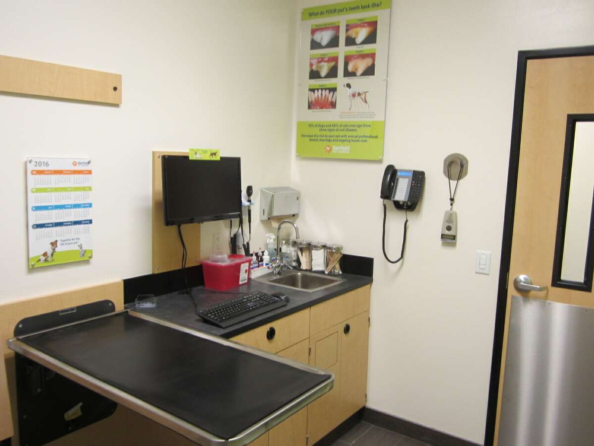 The Mt. Pleasant W Banfield exam room with exam table