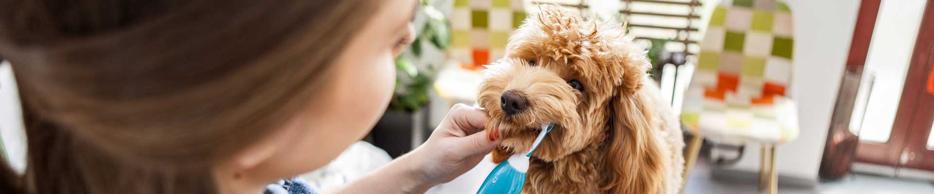 A Goldendoodle puppy getting their teeth brushed