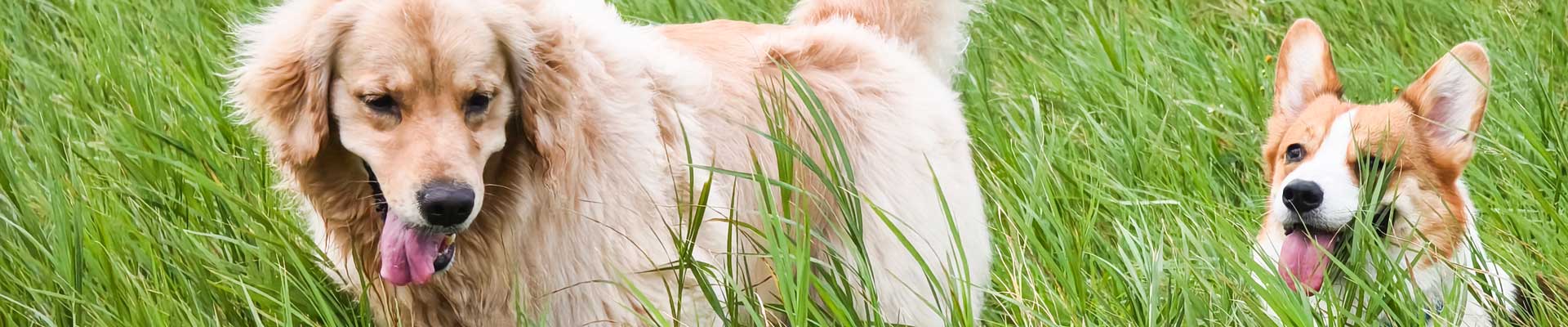 A Golden Retriever and a Corgi play in tall grass