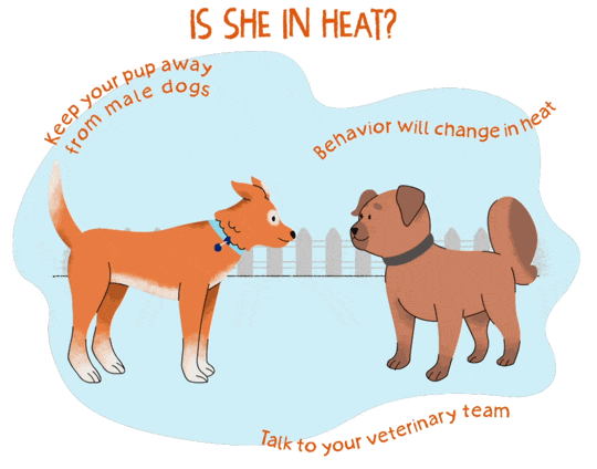 An illustrated gif of an orange dog looking at a brown dog