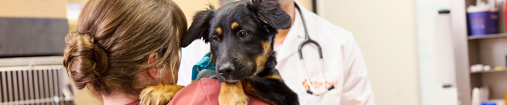A Beauceron being examined by a veterinary technician