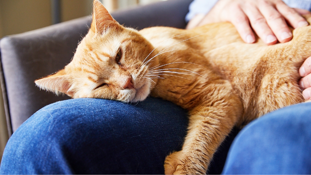 An orange tabby cat lays on his owner's leg
