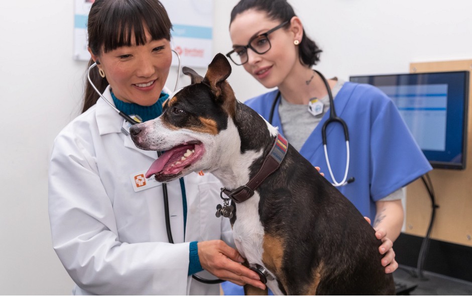 April Nguyen, DVM and a veterinary assistant examine a tri-colored dog