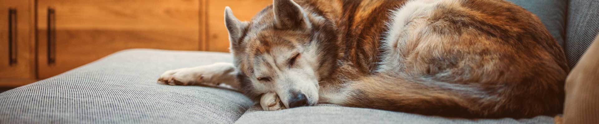 A sleeping brown and white Husky is sleeping on a sofa