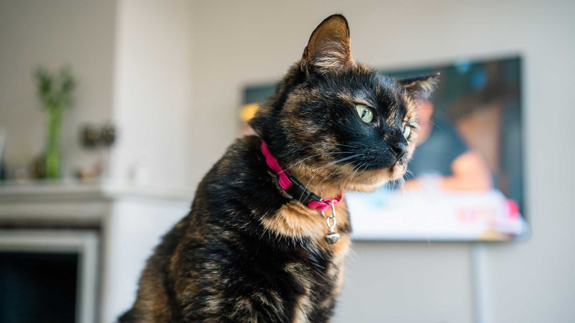 A brown and black Tortoiseshell cat wearing a red collar