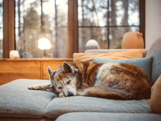 A brown and white Siberian Husky sleeping on a gray sofa