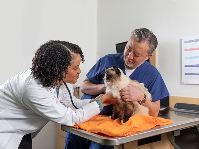 Taneeka Bautista, DVM, and a vet tech examine a Himalayan cat