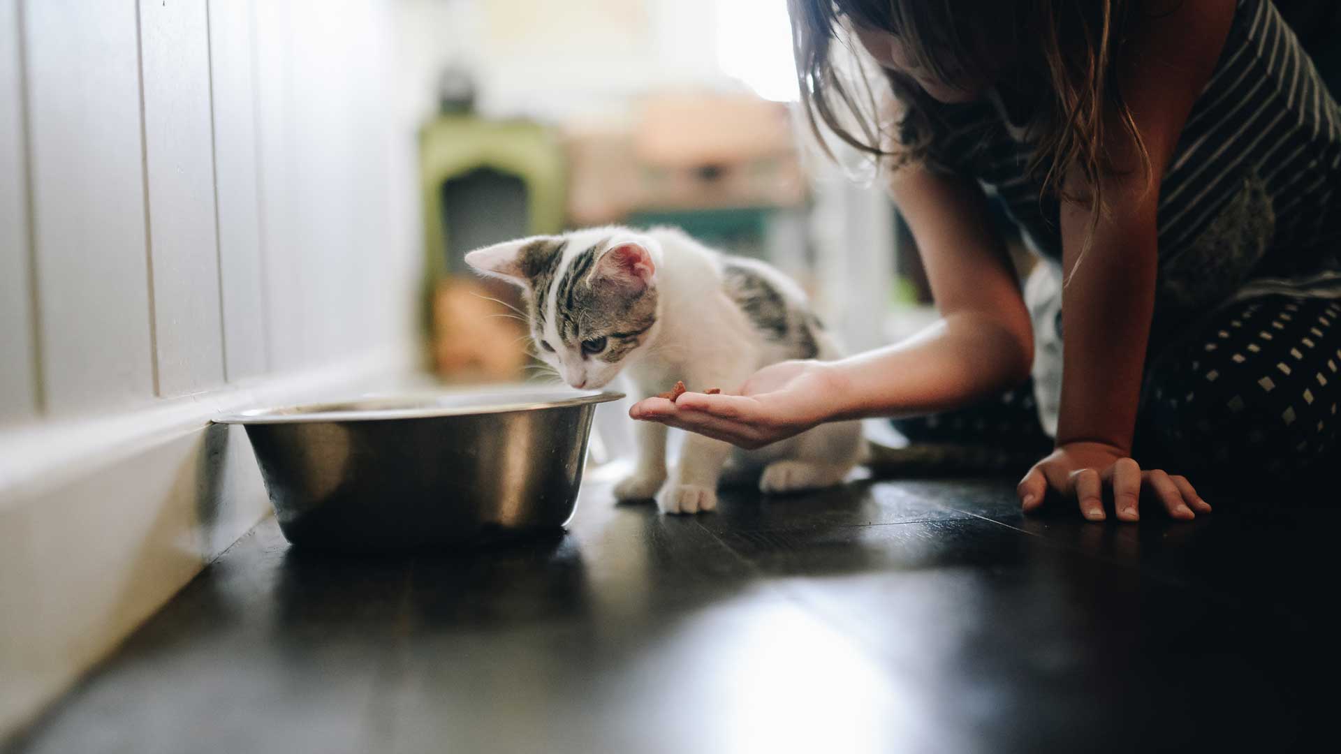 A kitten is fed on the floor next to a big bowl