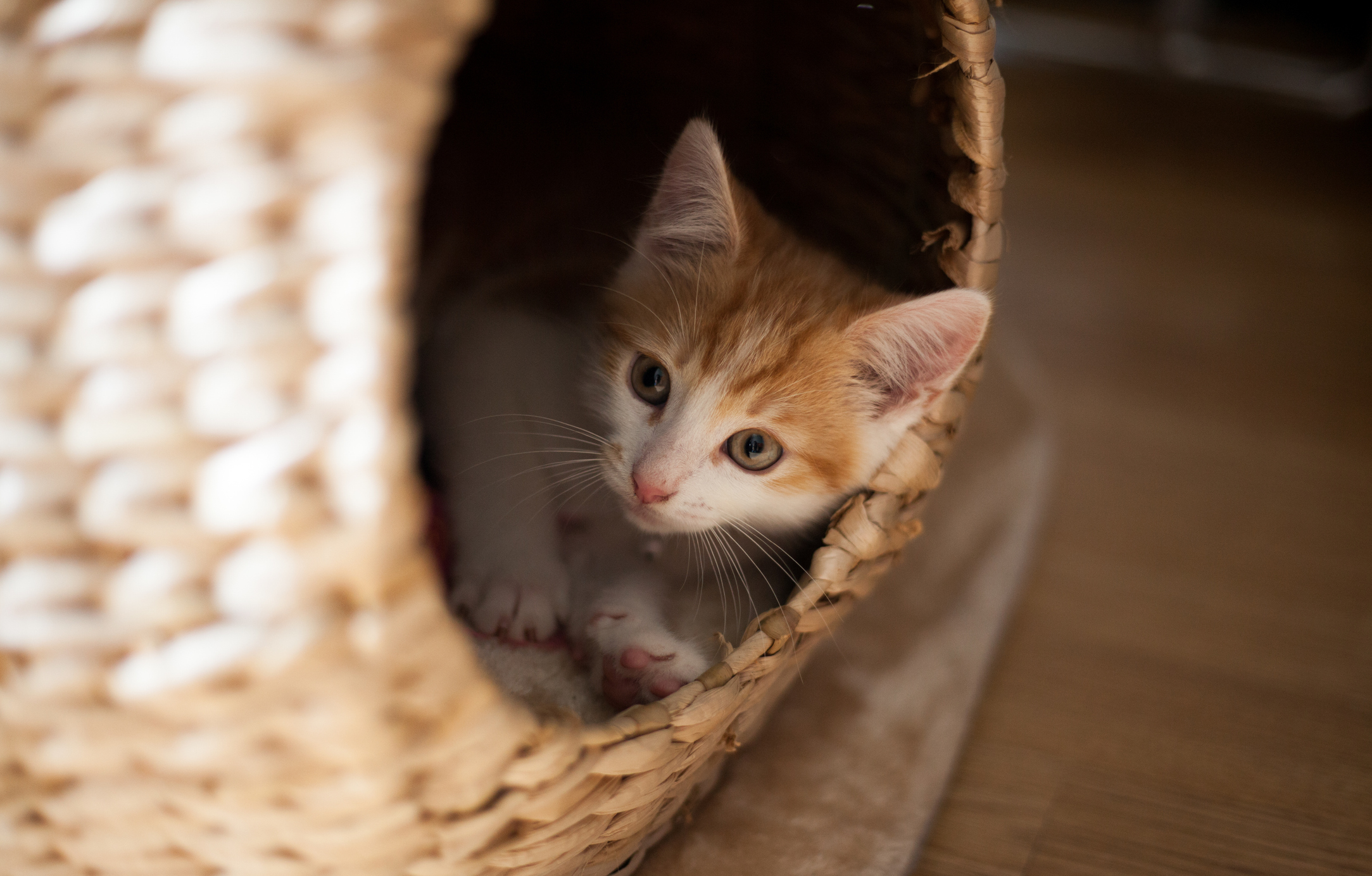A ginger kitten plays in a wicker pod.