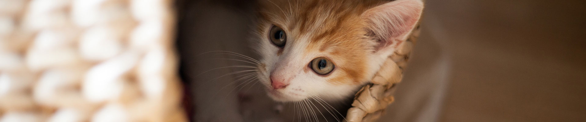 A ginger kitten plays in a wicker pod