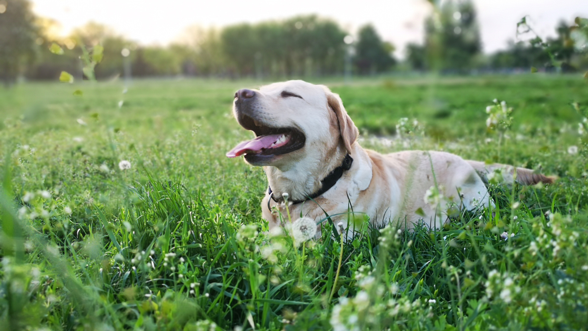A Labrador Retriever smiling and laying in a field of grass