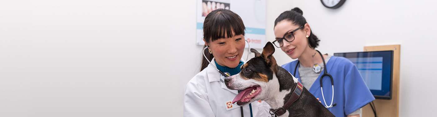 A Banfield veterinarian with a vet tech examining the dog