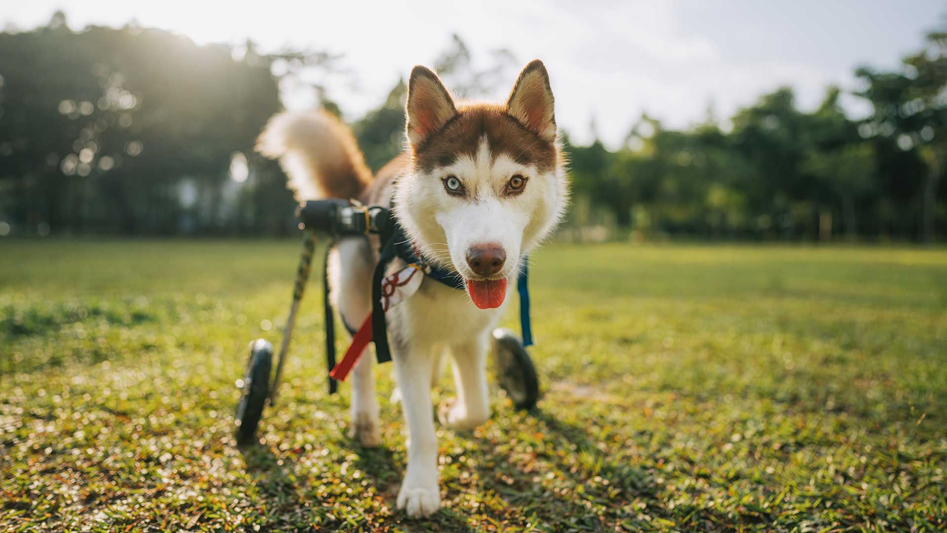 Helping dog with mobility issues