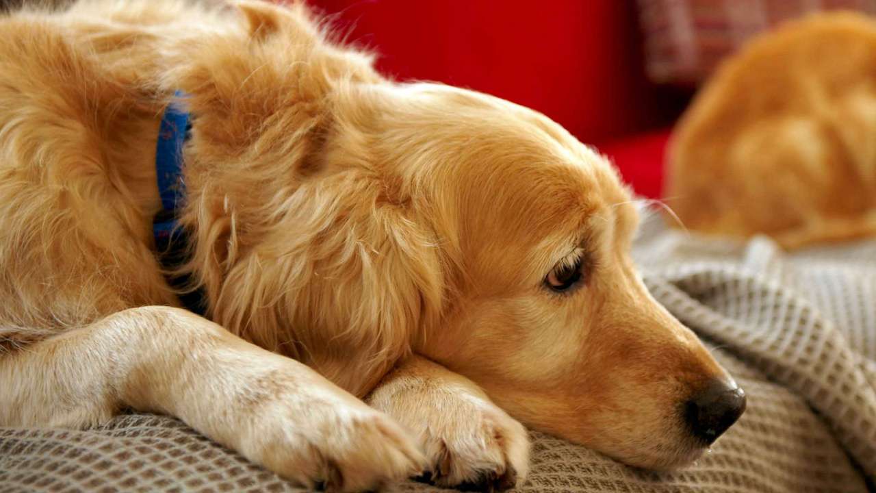 An orange Spaniel laying on a couch looking tired