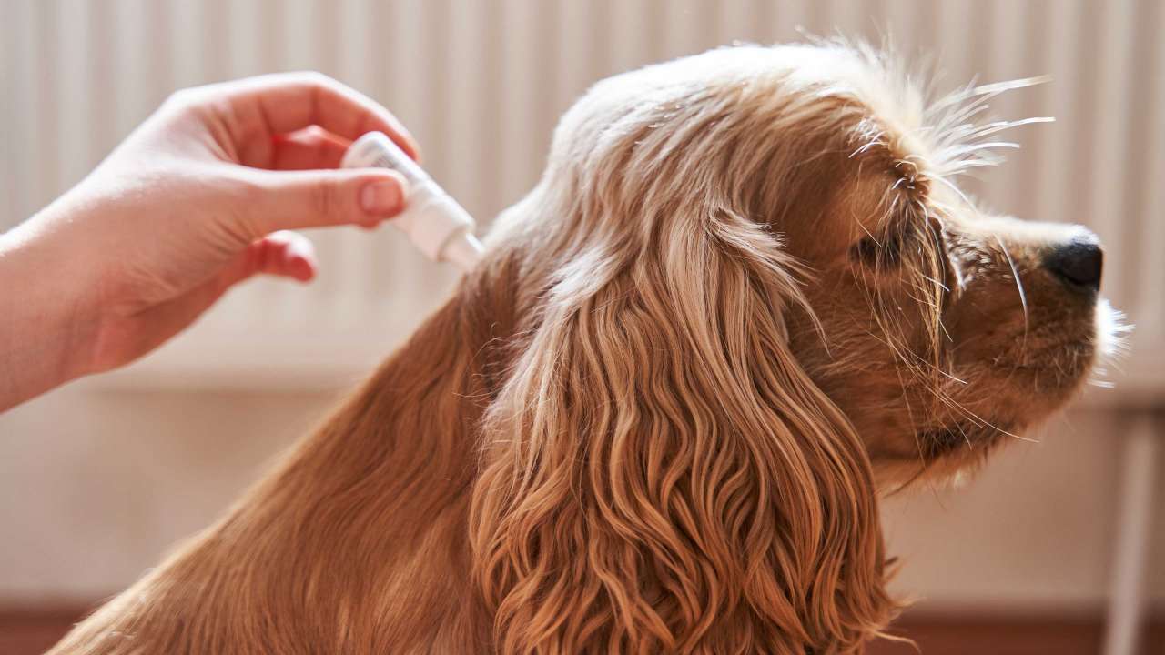 A brown Cocker Spaniel getting flea treatment on their fur