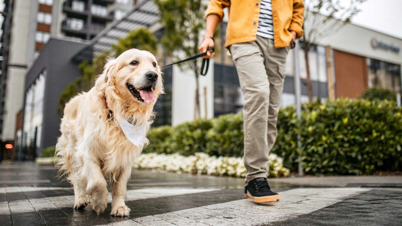 An older Golden Retriever taking a walk with their owner in the rain