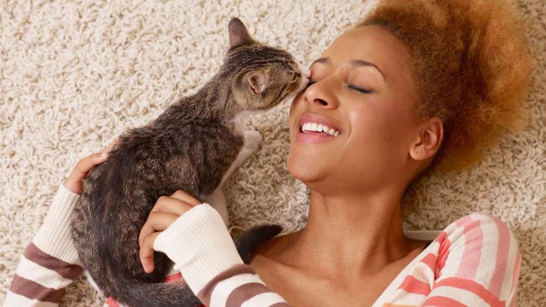 A Tabby kitten laying down and kissing their owner on the cheek
