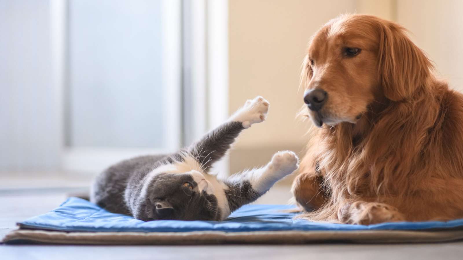 A Domestic Shorthair and straight-haired brown dog laying beside each other