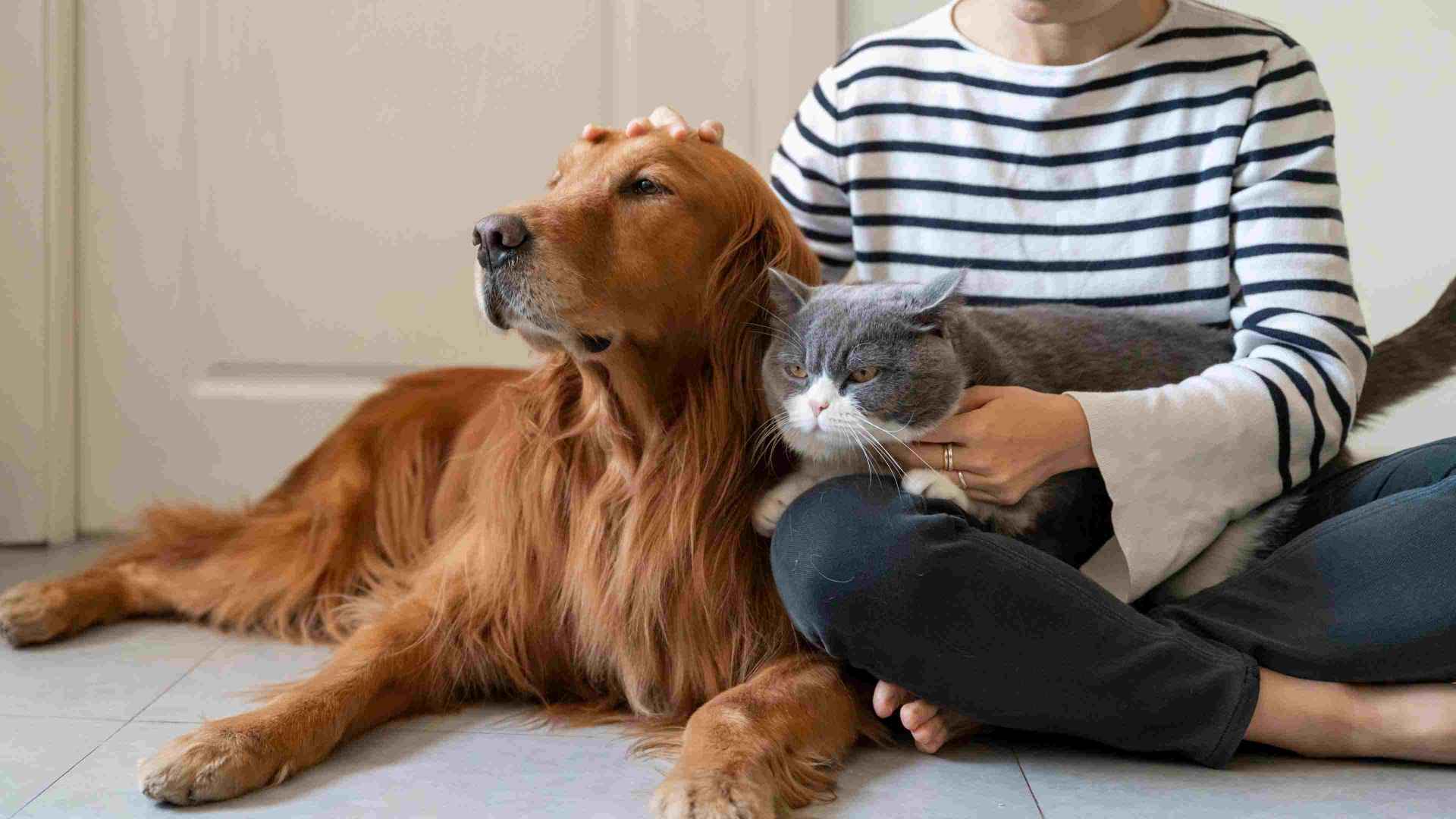 A long-haired brown dog sitting next to their owner on the floor